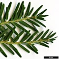 SpeciesSub: var. chinensis